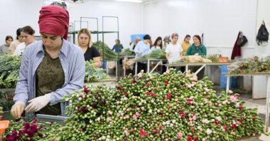Workers are seen preparing carnations for shipments at a firm in Antalya, southern Türkiye, Sept. 10, 2022. (DHA Photo)