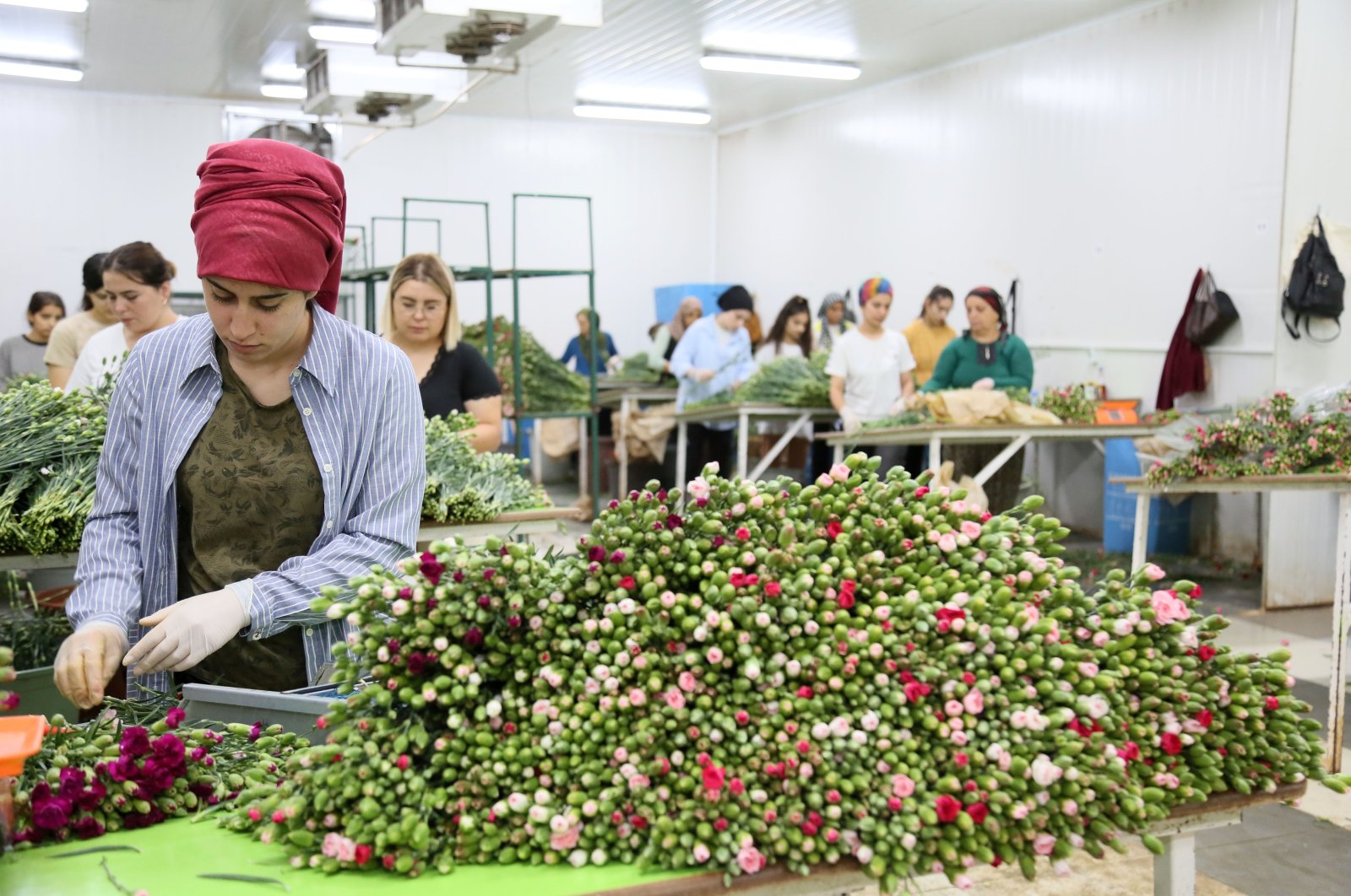 Workers are seen preparing carnations for shipments at a firm in Antalya, southern Türkiye, Sept. 10, 2022. (DHA Photo)