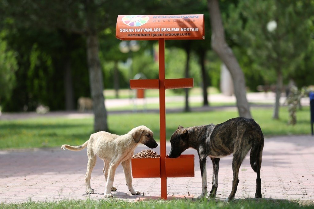 Stale bread collected in Türkiye's Kayseri feeds stray animals | Daily Sabah Stale bread collected in Türkiye's Kayseri feeds stray animals | Daily Sabah