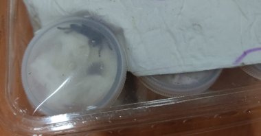 A live tarantula seized by the customs in Izmir, Türkiye, Sept. 13, 2022. (DHA Photo)