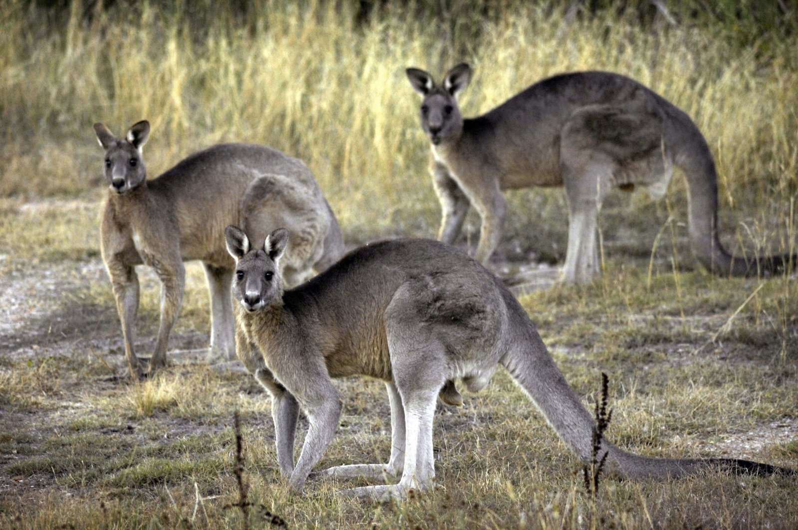 Grey kangaroos feed on grass near Canberra, Australia, March 15, 2008. (AP File Photo)
