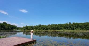 Lake Hamam full of water lilies (Nymphaea) in Iğneada Floodplain Forests National Park, Kirklareli, Türkiye. (Shutterstock Photo)