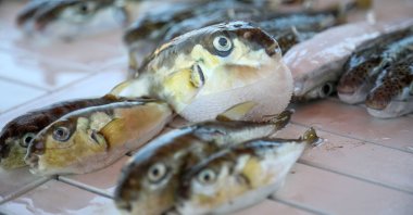 Several invasive pufferfish and blowfish caught by fishermen are seen in Antalya, Türkiye, Sept. 15, 2022. (DHA Photo) 