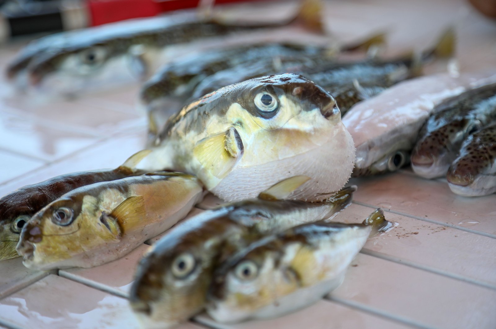 Pemburu blowfish Türkiye menghasilkan banyak uang dengan membunuh spesies invasif