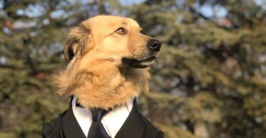 Turkish Parliament's unofficial mascot Dost (Buddy) poses for a photo, Ankara, Türkiye, Sept. 16, 2022. (DHA Photo)