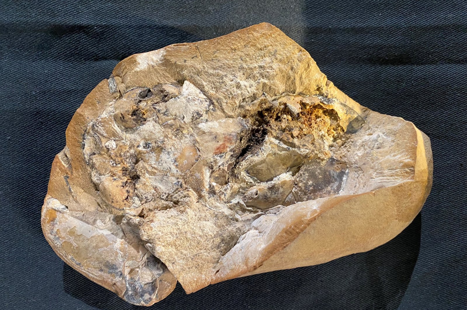 A fossil of an ancient armored fish, called an arthrodire, that lived 380 million years ago in the Gogo Formation in Western Australia&#039;s Kimberley region, includes the oldest-known fossil of a vertebrate heart, Western Australian Museum in Perth, Australia, Sept. 8, 2022. (Reuters Photo)