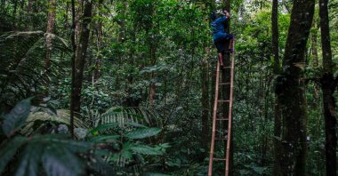 Musimin plants orchids on a tree in the forest at the foot of Mount Merapi in Sleman, Yogyakarta, Indonesia, June 26, 2022. (AFP Photo)