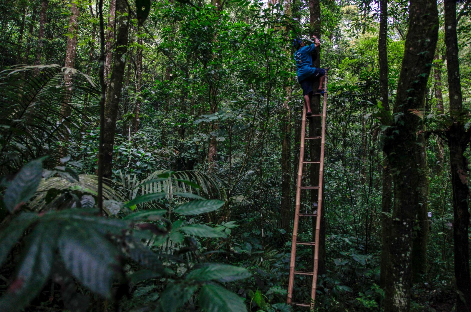 Musimin plants orchids on a tree in the forest at the foot of Mount Merapi in Sleman, Yogyakarta, Indonesia, June 26, 2022. (AFP Photo)