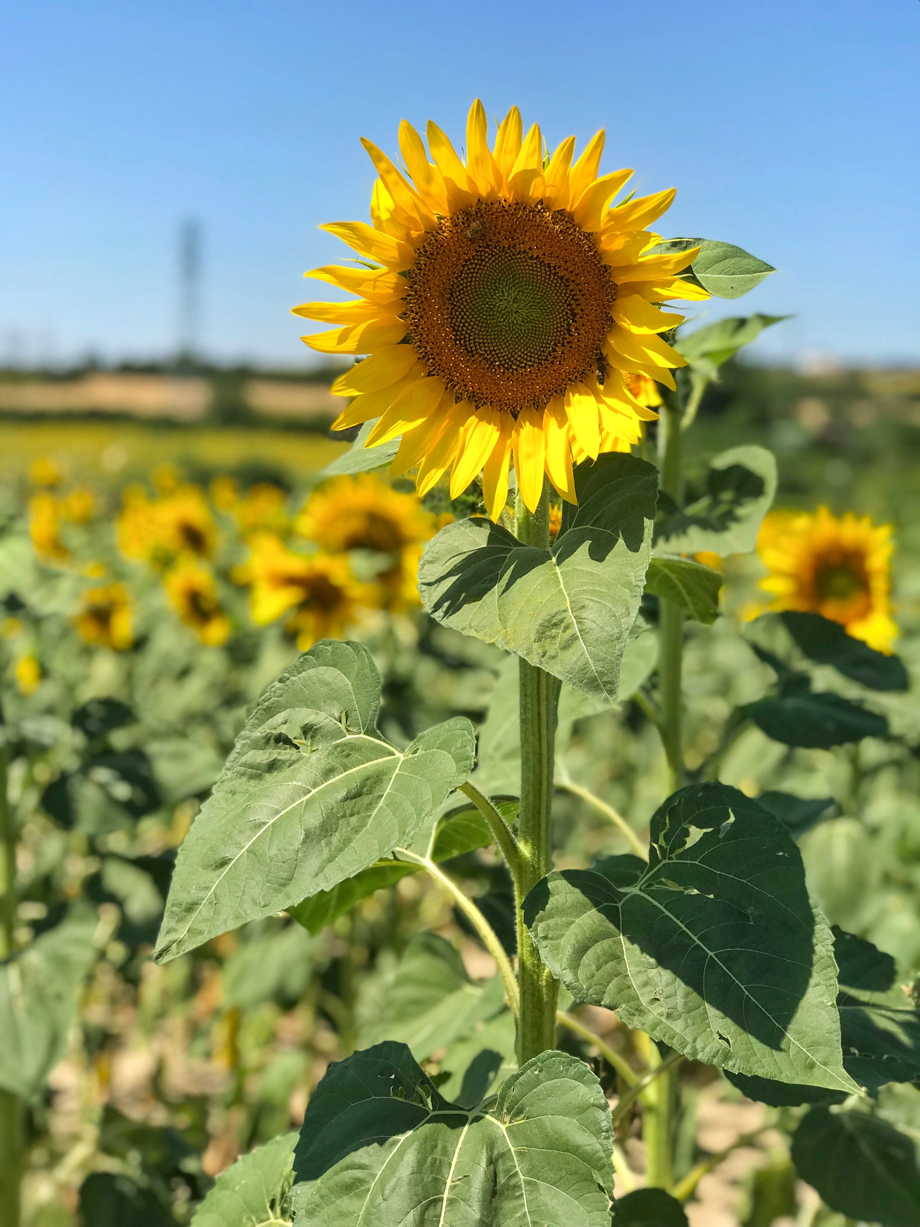 The Sunflowers of Kırklareli, Türkiye.  (Photo by Özge Şengelen)