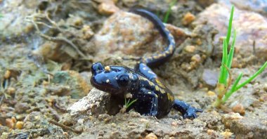 A Caucasian salamander, in Trabzon, northern Türkiye, Sept. 16, 2022. (DHA PHOTO)
