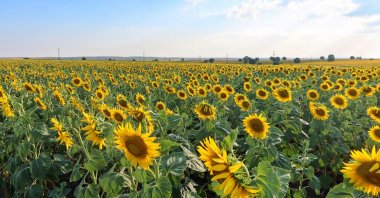 The sunflower fields of Kırklareli, Türkiye. (Photo by Özge Şengelen)