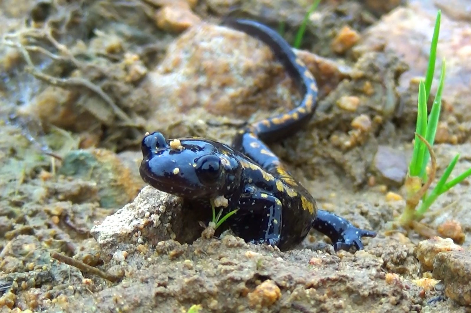 A Caucasian salamander, in Trabzon, northern Türkiye, Sept. 16, 2022. (DHA PHOTO)