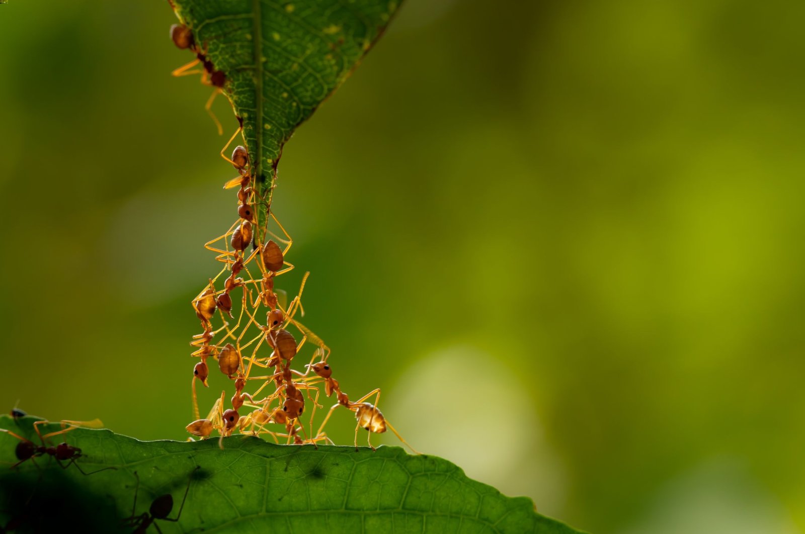 Tenaga kerja terbesar di dunia: Setidaknya 20 kuadriliun semut di Bumi