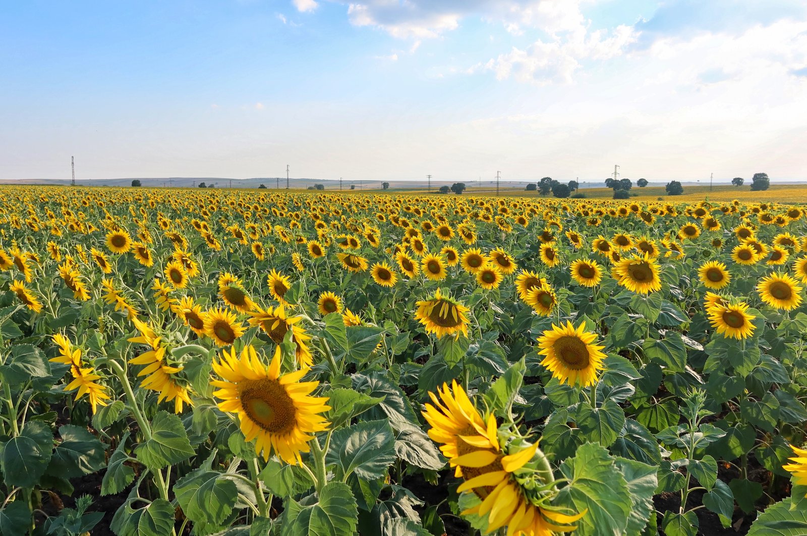 The sunflower fields of Kırklareli, Türkiye. (Photo by Özge Şengelen)