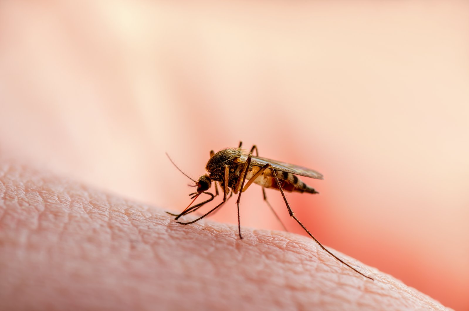 Experts advise use of repellents, mosquito nets and wearing long-sleeve clothes against mosquito bites. (Shutterstock Photo) 