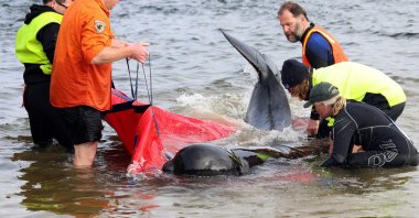 Rescuers release a stranded pilot whale back in the ocean at Macquarie Heads, on the west coast of Tasmania, Sept. 22, 2022. (AFP Photo)