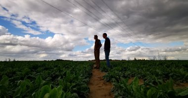 Endive farmers Emmanuel Lefebvre and Christophe Mazingarbe stand in a field of endive plants in Bouvines, France, Sept. 15, 2022. (Reuters Photo)