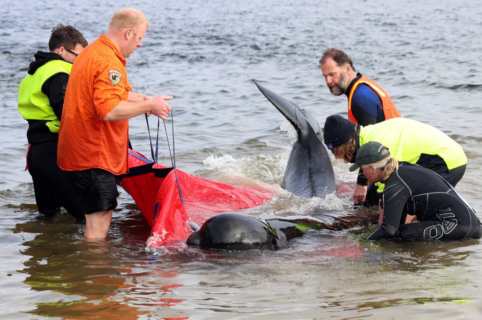 Rescuers release a stranded pilot whale back in the ocean at Macquarie Heads, on the west coast of Tasmania, Sept. 22, 2022. (AFP Photo)