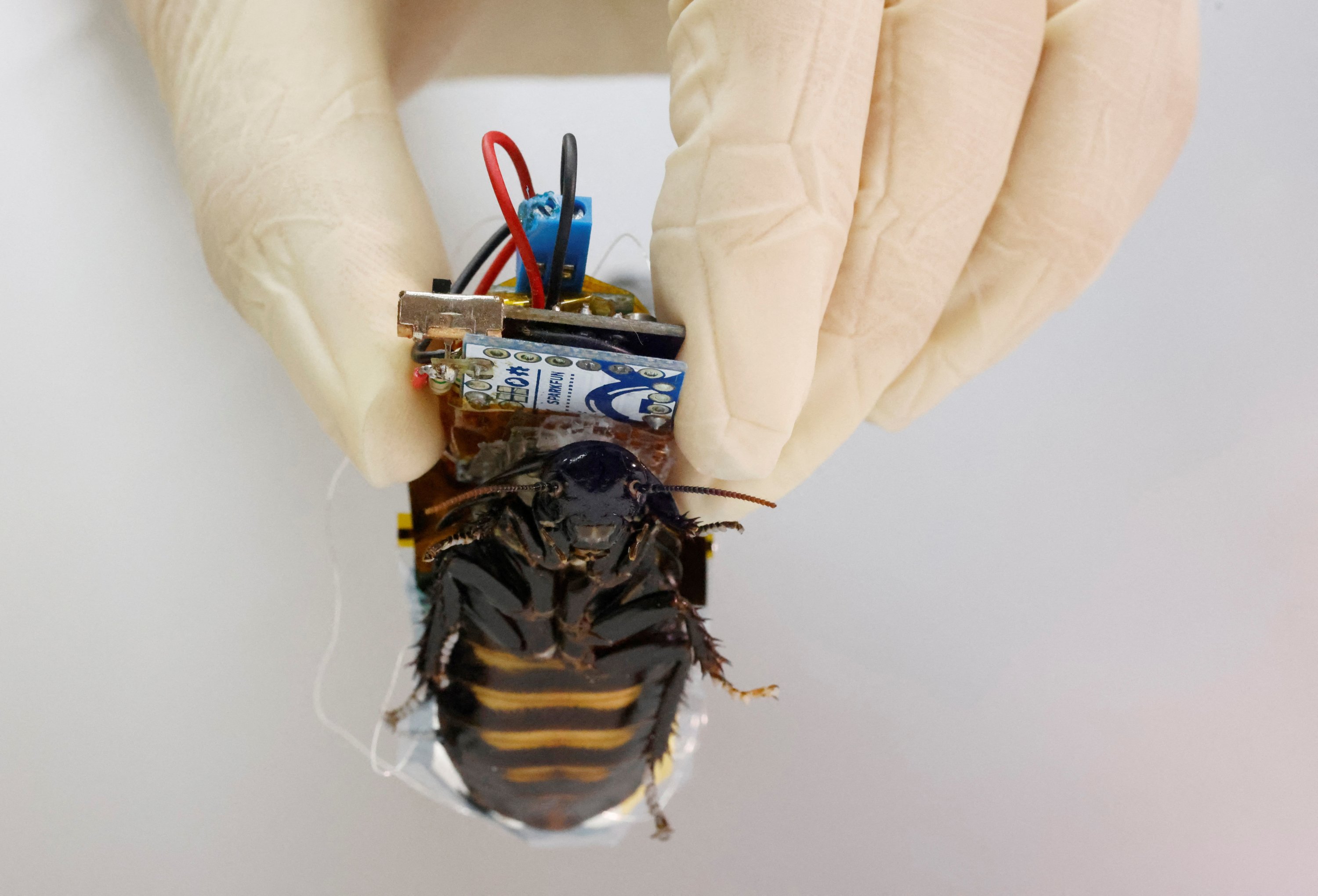 A researcher shows a Madagascar hissing cockroach, mounted with a 