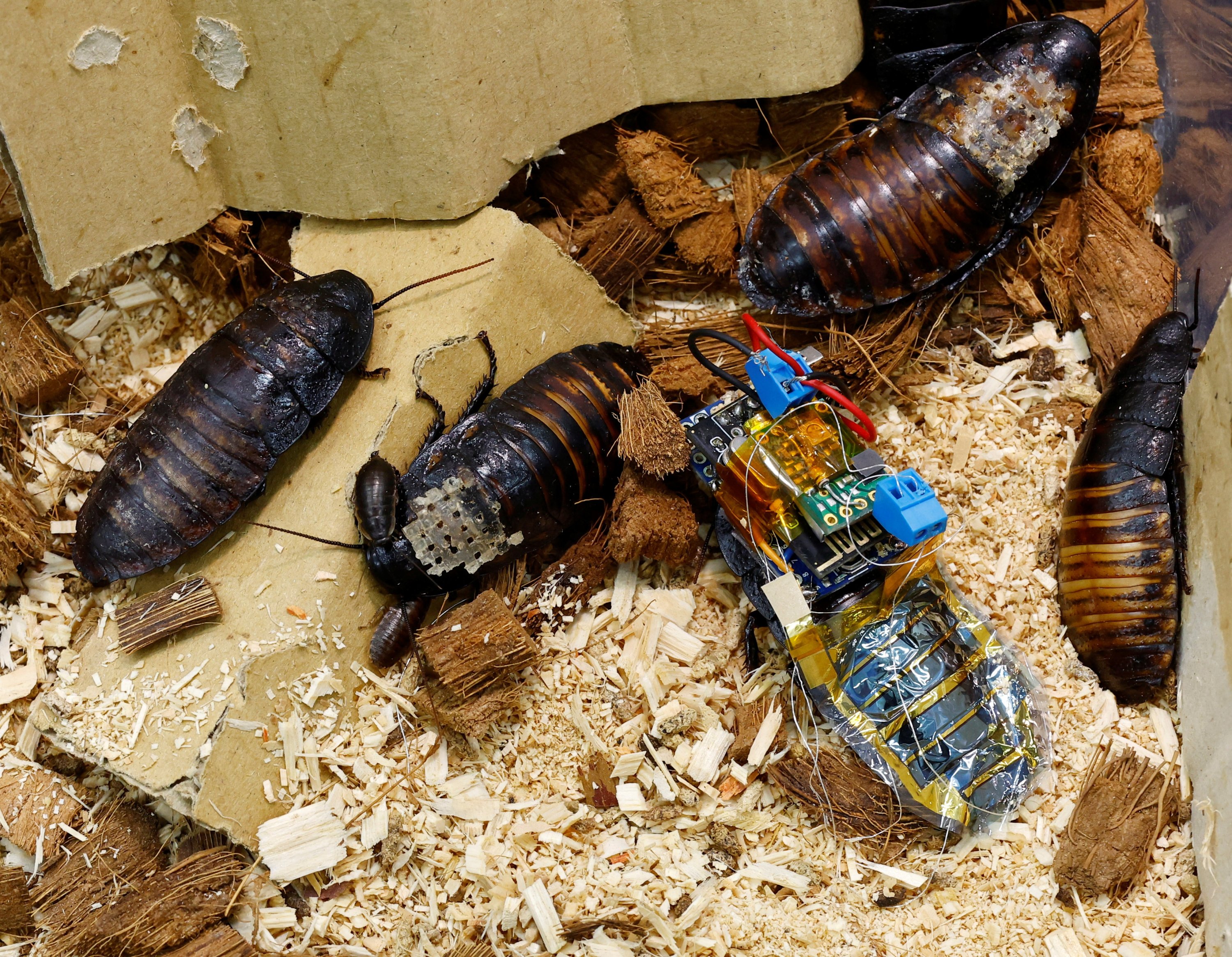 A Madagascar hissing cockroach, mounted with a 