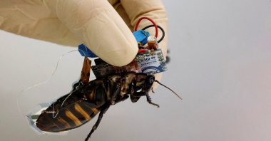 A researcher shows a Madagascar hissing cockroach, mounted with a "backpack" of electronics, in Wako, Saitama Prefecture, Japan, Sept. 16, 2022. (Reuters Photo)