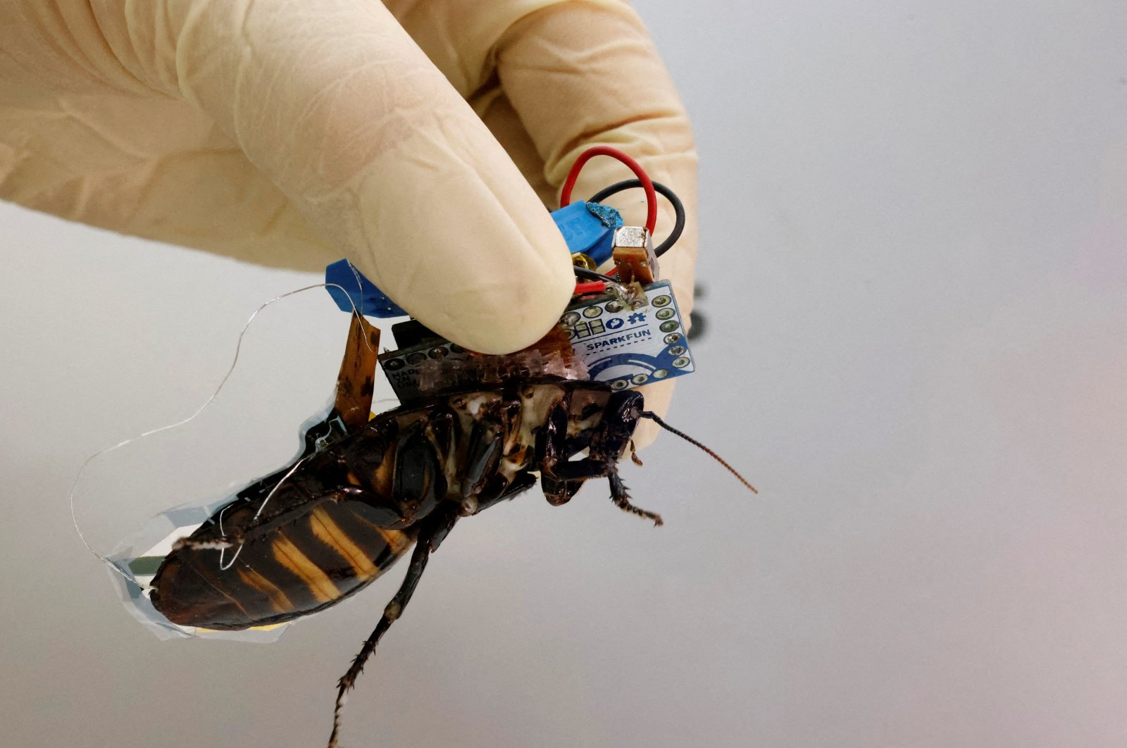 A researcher shows a Madagascar hissing cockroach, mounted with a &quot;backpack&quot; of electronics, in Wako, Saitama Prefecture, Japan, Sept. 16, 2022. (Reuters Photo)