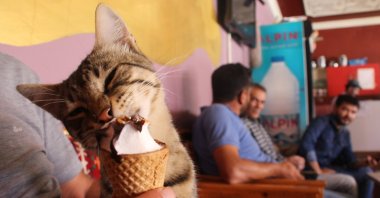 Barut the cat eats his ice cream, in Sivas, central Türkiye, Sept. 25, 2022. (IHA Photo)