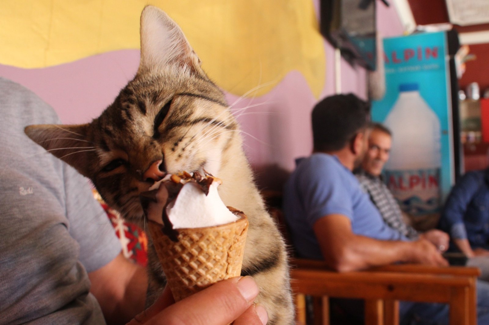 Barut the cat eats his ice cream, in Sivas, central Türkiye, Sept. 25, 2022. (IHA Photo)