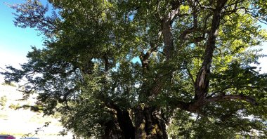 A view of the tree, in Şavşat, Artvin, northeastern Türkiye, Sept. 27, 2022. (AA PHOTO) 