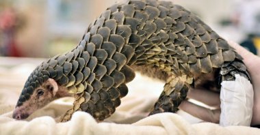 A young pangolin is helped to stand following medical treatment on its tail, believed to have been injured during an attack by dogs, at the Leofoo Village Zoo in Hsinchu, northern Taiwan, Aug. 31, 2022. (AFP Photo)