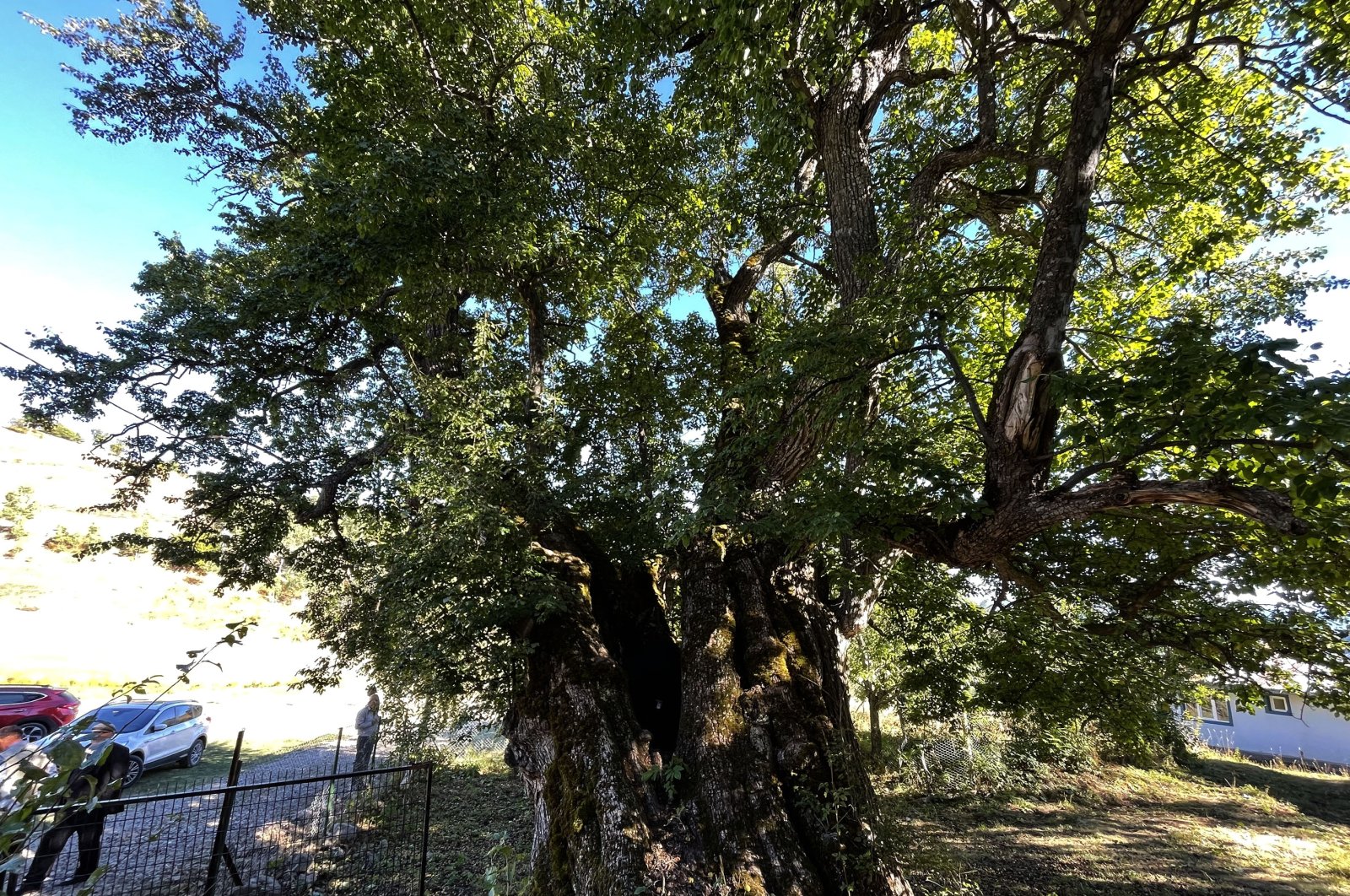 A view of the tree, in Şavşat, Artvin, northeastern Türkiye, Sept. 27, 2022. (AA PHOTO) 