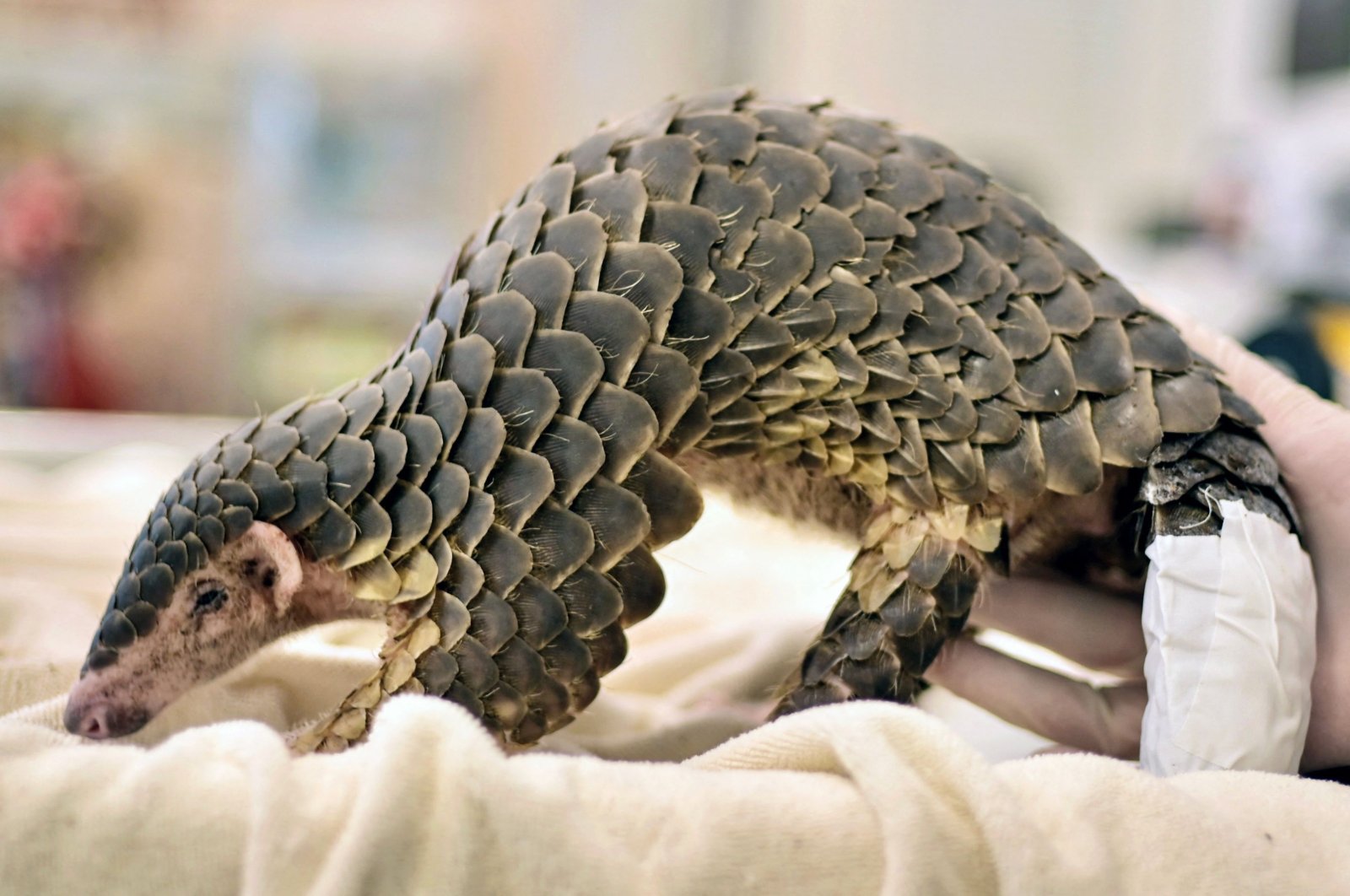 A young pangolin is helped to stand following medical treatment on its tail, believed to have been injured during an attack by dogs, at the Leofoo Village Zoo in Hsinchu, northern Taiwan, Aug. 31, 2022. (AFP Photo)
