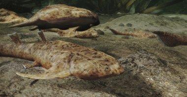 This illustration provided by Heming Zhang in September 2022 depicts Xiushanosteus mirabilis, one of the fossil fish, more than 400 million years old, which were found by researchers in southern China, announced in a series of studies published in the journal Nature, Sept. 28, 2022. (Heming Zhang via AP)