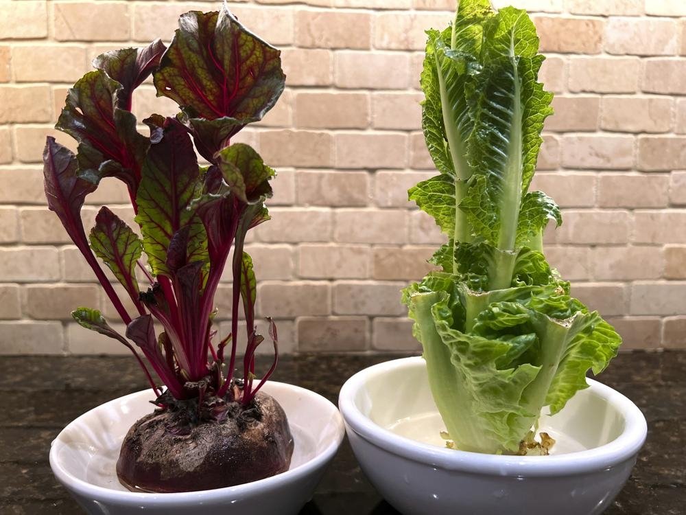 Image provided by Jessica Damiano shows beet greens (L), and lettuce grown indoors from kitchen scraps, Sept. 20, 2022. (AP Photo)

