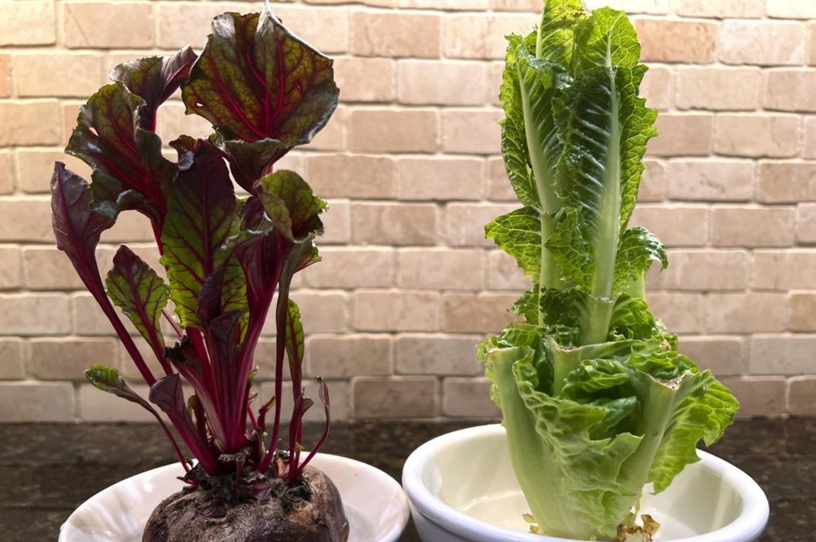 Tanpa limbah: Tanam kembali sayuran Anda sendiri dari sisa dapur