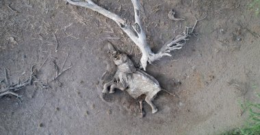 The carcass of an elephant that died during the drought is seen in the Shaba National Reserve, Isiolo county, Kenya, Sept. 22, 2022. (Reuters Photo)