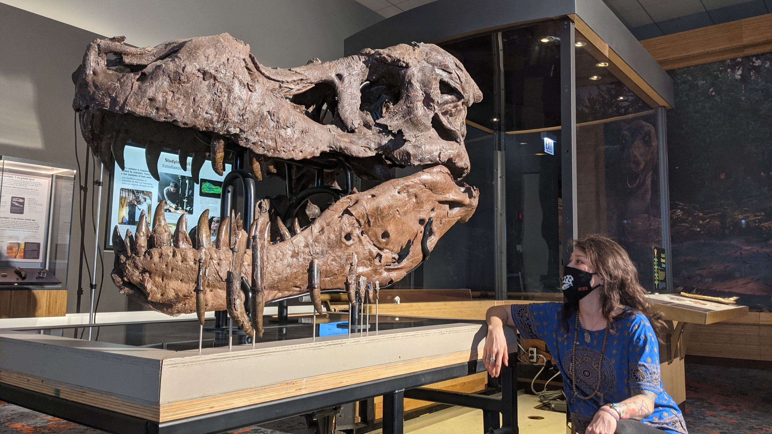 Holes in biggest T. rex fossil continue to baffle scientists | Daily Sabah
