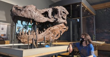 Paleontologist Jingmai O&#039;Connor looks at the fossil skull of a Tyrannosaurus rex known as Sue, at the Field Museum, in Chicago, U.S., Sept. 30, 2022. (Field Museum via Reuters)