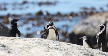 A group of penguins stand on a rock at Cape Town's famous Boulders penguin colony which is suffering an outbreak of avian flu in Cape Town, South Africa, Sept. 27, 2022. (Reuters Photo)