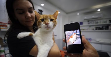Oscar the cat next to a photo of his "obese days," in Aydın, Türkiye, Oct. 3, 2022. (AA Photo)