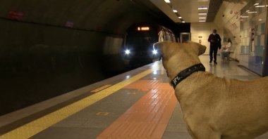 A stray dog watches an approaching metro train, in Istanbul, Türkiye, April 10, 2021. (DHA PHOTO)