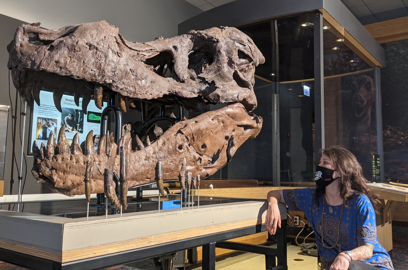 Paleontologist Jingmai O&#039;Connor looks at the fossil skull of a Tyrannosaurus rex known as Sue, at the Field Museum, in Chicago, U.S., Sept. 30, 2022. (Field Museum via Reuters)