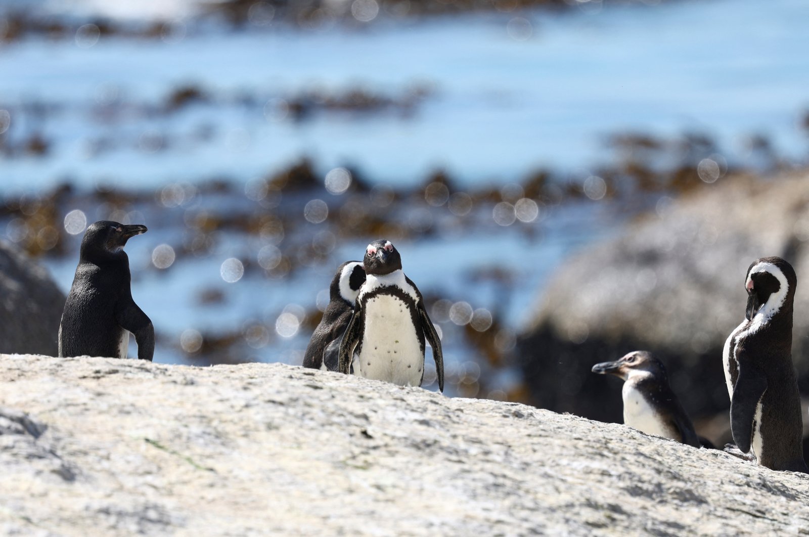 A group of penguins stand on a rock at Cape Town&#039;s famous Boulders penguin colony which is suffering an outbreak of avian flu in Cape Town, South Africa, Sept. 27, 2022. (Reuters Photo)