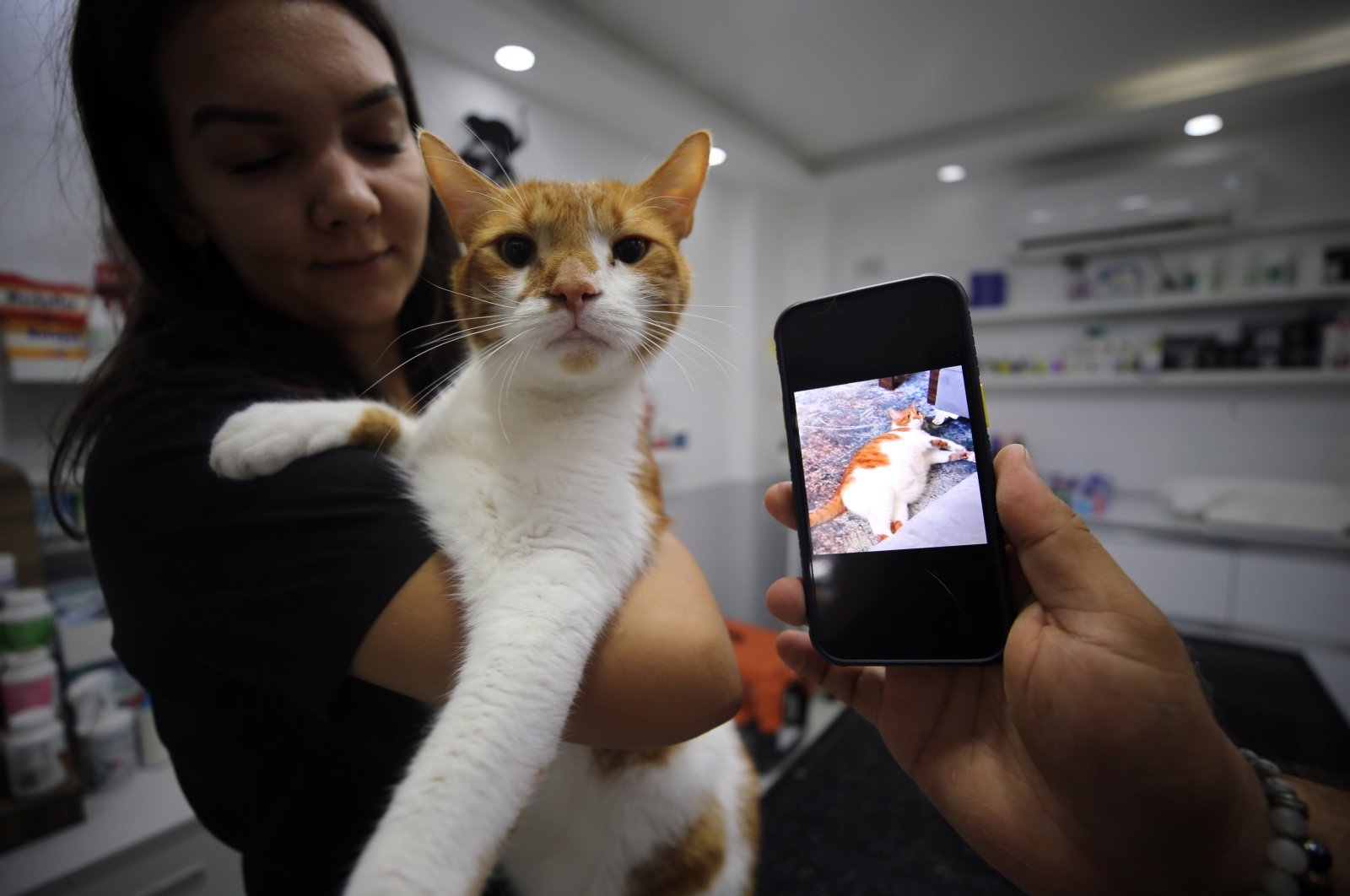 Oscar the cat next to a photo of his "obese days," in Aydın, Türkiye, Oct. 3, 2022. (AA Photo)