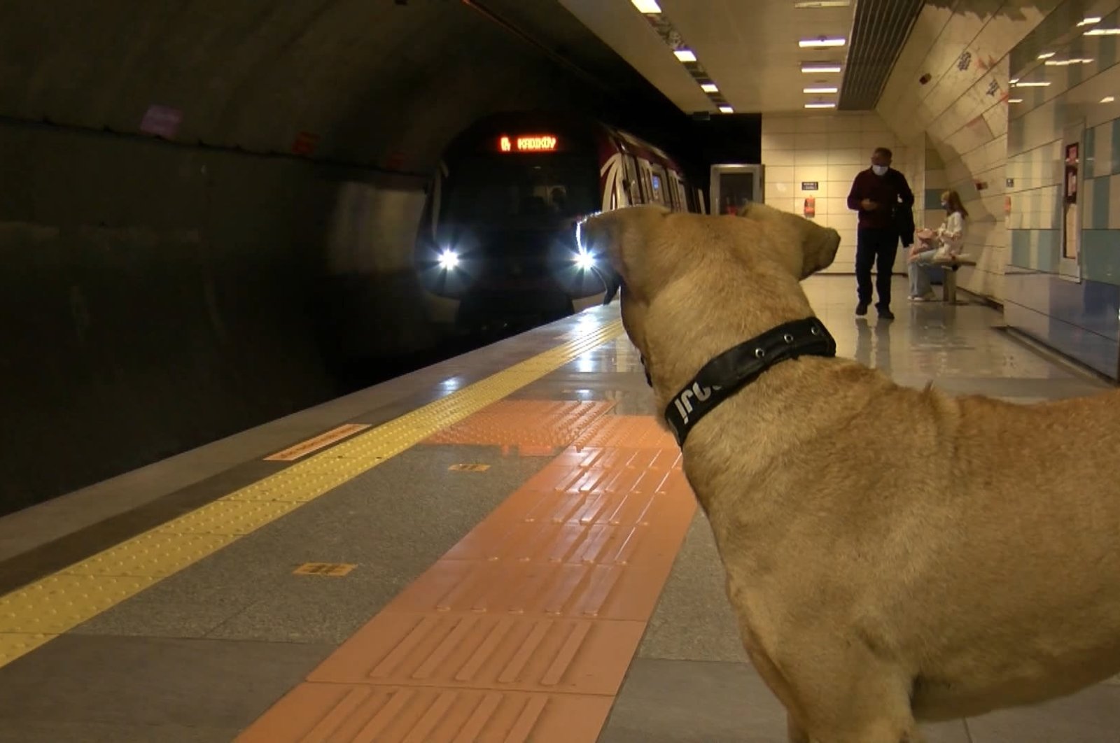 A stray dog watches an approaching metro train, in Istanbul, Türkiye, April 10, 2021. (DHA PHOTO)