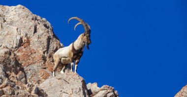A wild goat perches on a rock, in Van, eastern Türkiye, Jan. 6, 2022. (AA PHOTO)