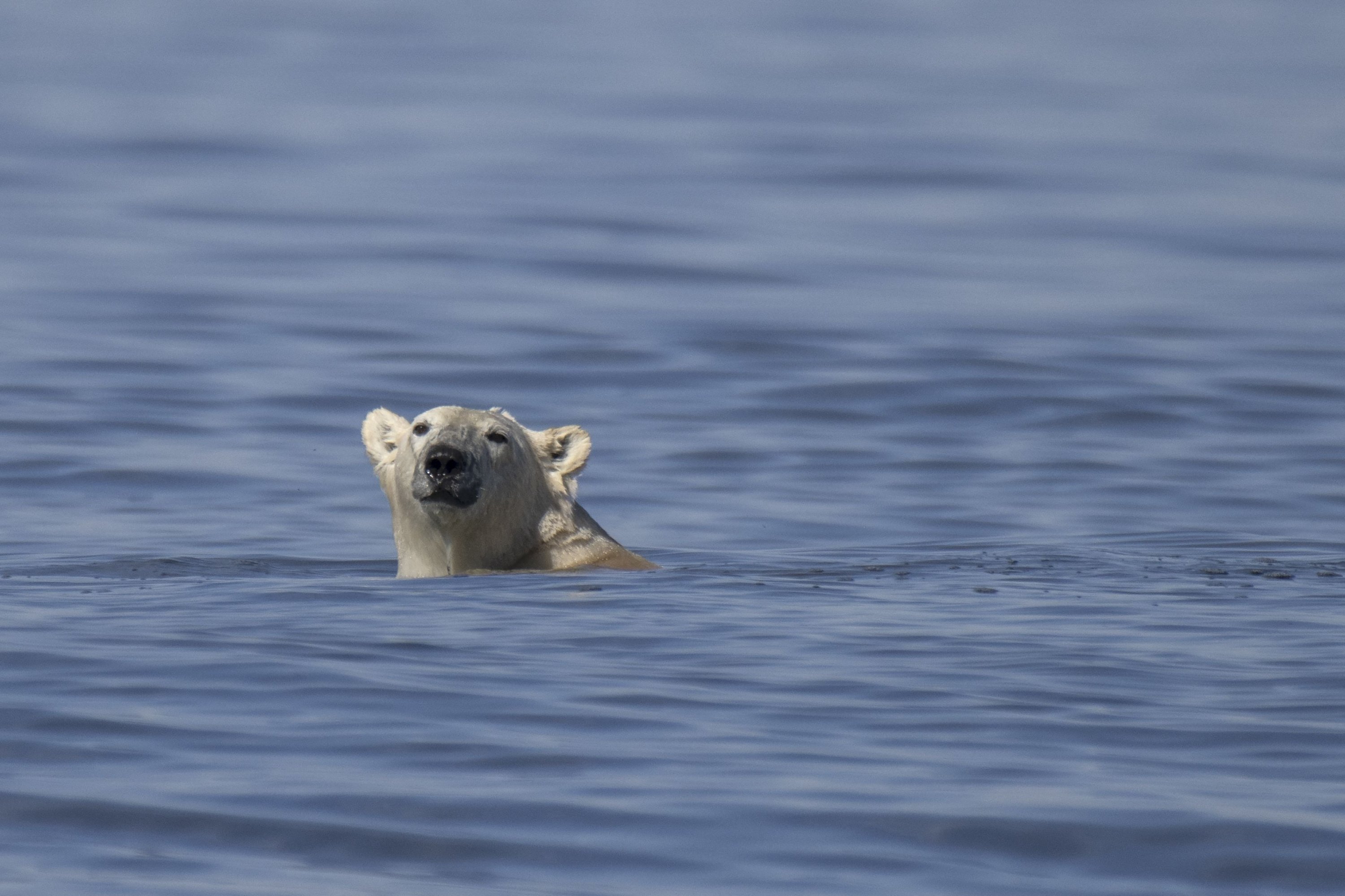 Seekor beruang kutub berenang untuk menangkap paus beluga di sepanjang pantai Teluk Hudson dekat Churchill, Kanada, 9 Agustus 2022. (AFP Photo)