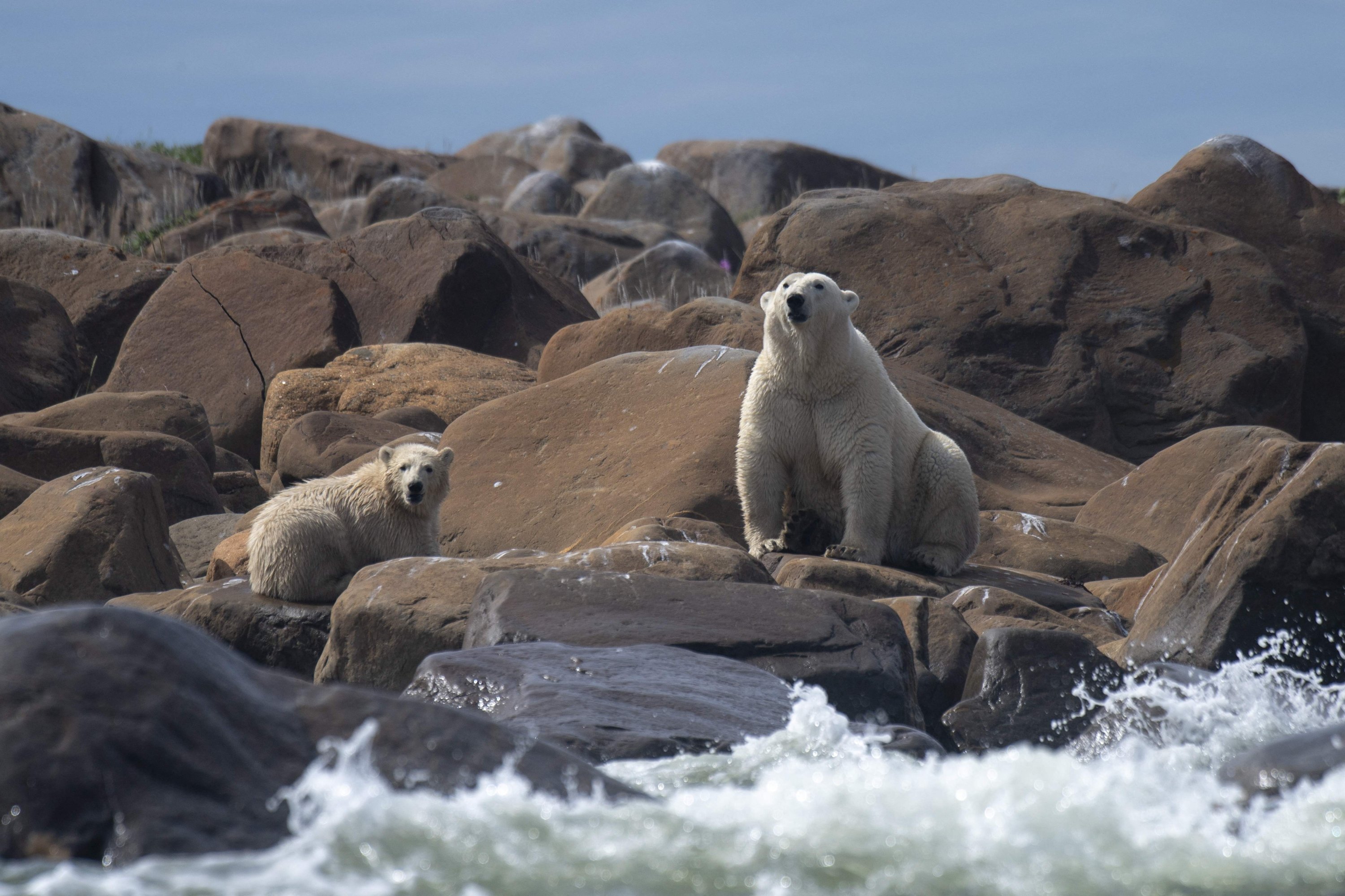 Seekor beruang kutub betina dan anaknya mencari sesuatu untuk dimakan di garis pantai Teluk Hudson dekat Churchill, Kanada, 5 Agustus 2022. (AFP Photo)