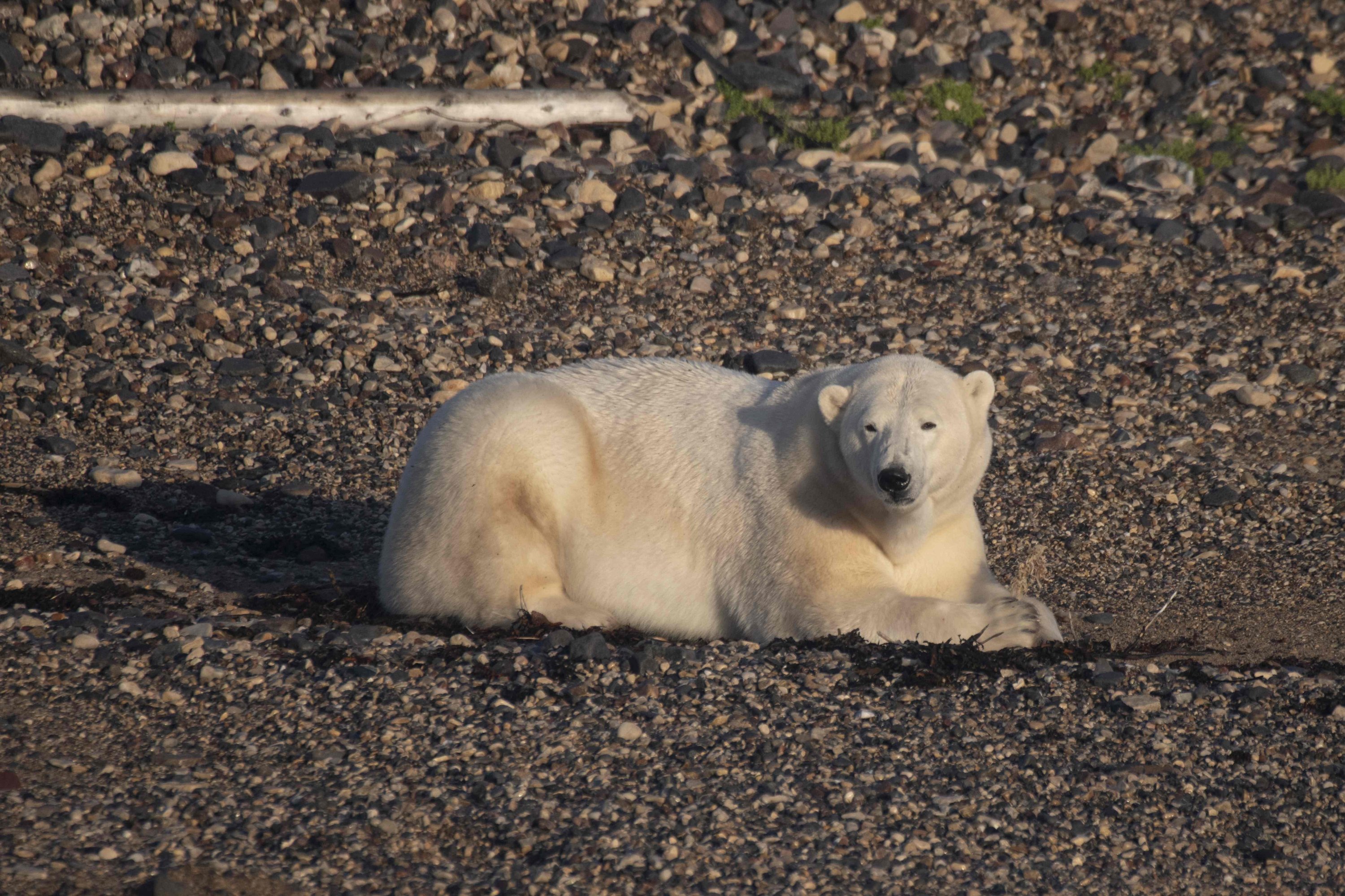 Surviving climate change: Receding ice threatens Canada's polar bears