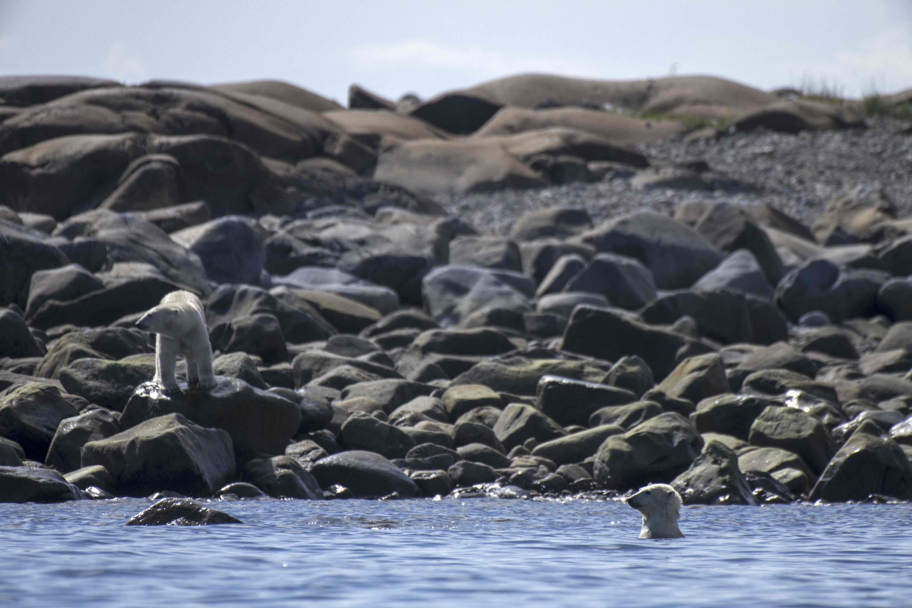 Beruang kutub mengamati sekelompok paus beluga yang melintas di dekat garis pantai Teluk Hudson dekat Churchill, Kanada, 9 Agustus 2022. (AFP Photo)